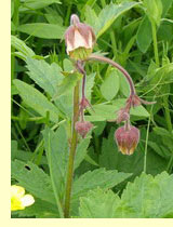   (Geum rivale L.)